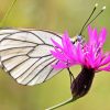 Aporia-crataegi-Butterfly-watching