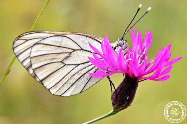 Aporia-crataegi-Butterfly-watching