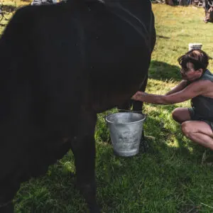 Donna munge una mucca nera in un pascolo.