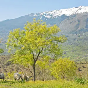 Pecore al pascolo, alberi primaverili, montagne innevate sullo sfondo.