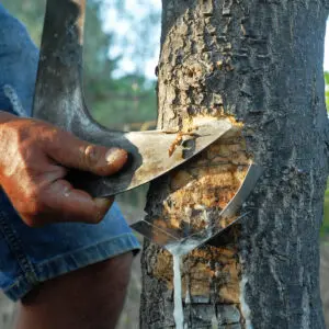 Raccolta resina da albero, coltello affilato.