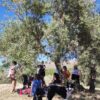 Gruppo di persone rilassate all'ombra di ulivi, con due cani.