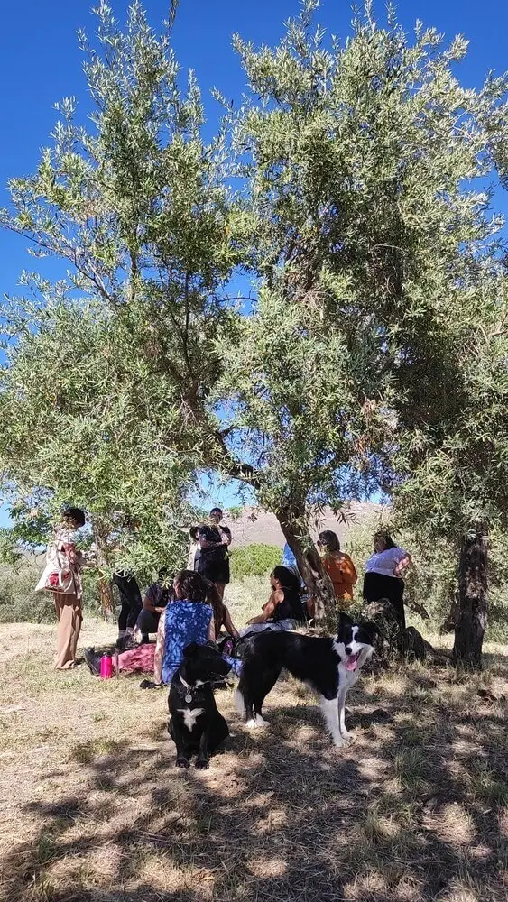 Gruppo di persone rilassate all'ombra di ulivi, con due cani.