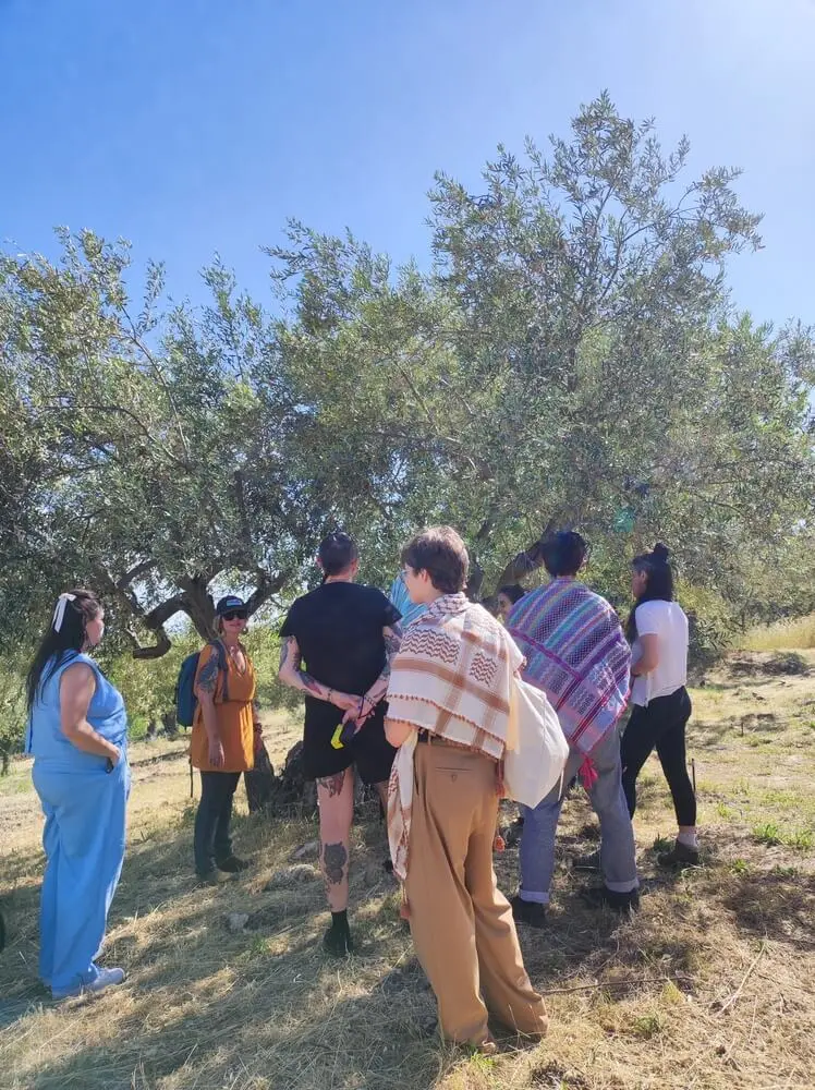 Gruppo di persone sotto un olivo in una giornata assolata.