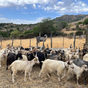 SHEPHERD EXPERIENCE