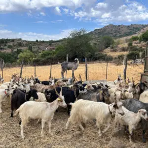Gregge di capre in un paesaggio rurale.