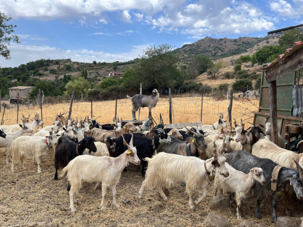 SHEPHERD EXPERIENCE