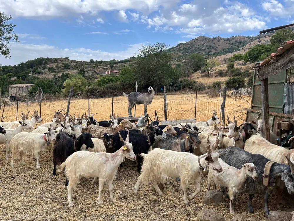 Gregge di capre in un paesaggio rurale.