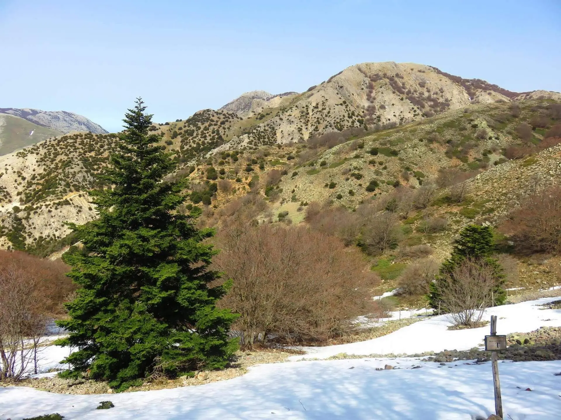 Abete solitario, montagne innevate, vegetazione brulla.