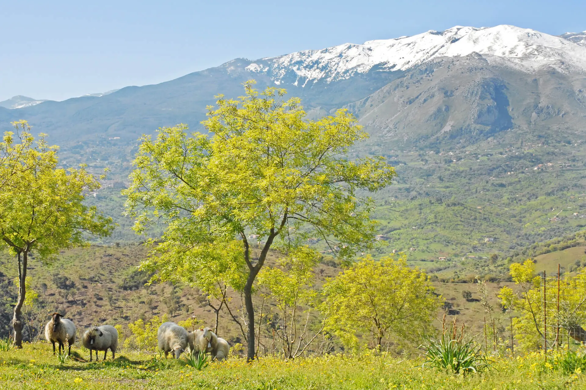 Pecore al pascolo, alberi primaverili, montagne innevate sullo sfondo.